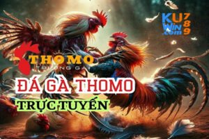 KUWIN - Đấu trường gà Thomo trực tiếp hay?